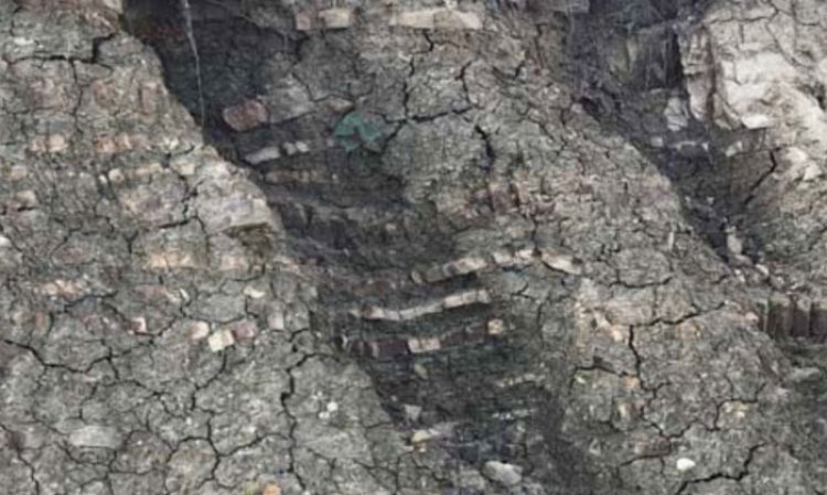 Figure 3: The flysch formation in the clay pit is the cause of the high variability of its chemical composition.