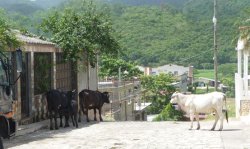 Rural street scene in Honduras.