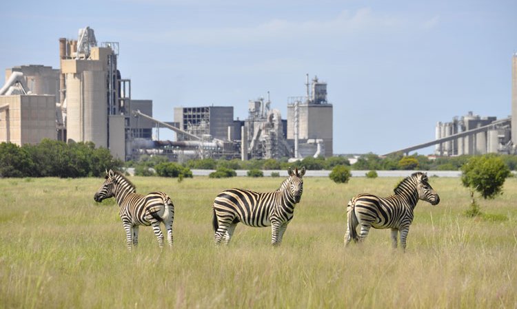 Right: Some cement producers have taken steps to head off climate change regulations and rehabilitate / improve land in their immediate vicinity. Here zebras roam freely in the rehabilitated quarry of the AfriSam Dudsfield plant in South Africa. Source: Erina Du Troit, entrant to the Global Cement Photography Competition.