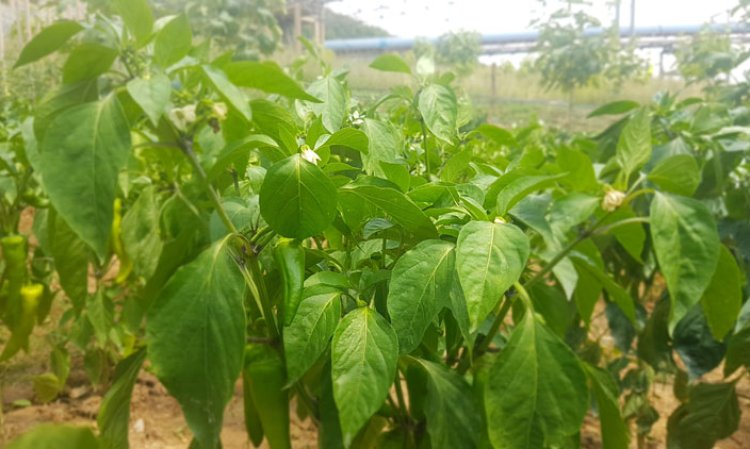 ‘Re-greening’ of the site of the Fushë Krujë Cement Factory is progressing, with the planting of hundreds of new trees around the site.