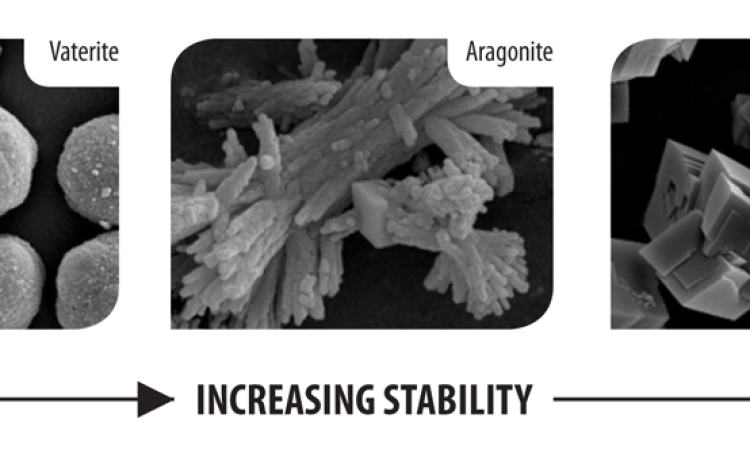Figure 1: Three polymorphs of calcium carbonate.