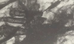 Figure 1: Optical microscopic observations of steel slag. c. Plain light, 250X  A pile of RO-phase and tabular C3S.