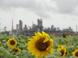 Commended Entry: Sunflower fields near Andhra Pradesh Cement Works, Andhra Pradesh, India - M. Abdul Rahim, UltraTech Cement Ltd