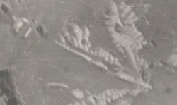 Figure 1: Optical microscopic observations of steel slag. d. Reflective light, 250X - Leaf-like RO-phase.