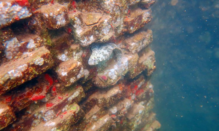 A blenny finds a niche on an ECOncrete sea wall in Israel.