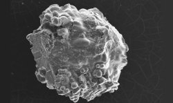 Figure 1: Scanning electron micrograph of C2S reaction product embedded in fragment of 'frozen' salt (approx. 3mm in diameter).