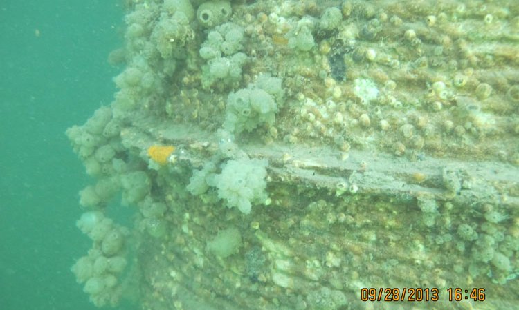 Water-filtering tunicate formations on an ECOncrete pier pile in Brooklyn, New York, US, three months post-deployment.