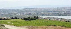Figure 12: Cemex Croatia has planted more than 1000 olive trees as part of a quarry rehabilitation project. The olive grove is harvested annually to make olive oil, an activity that Cemex Croatia employees are very involved in.